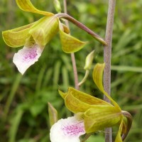 Eulophia epidendraea (J.Koenig ex Retz.) C.E.C.Fisch.